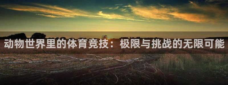 77体育官网